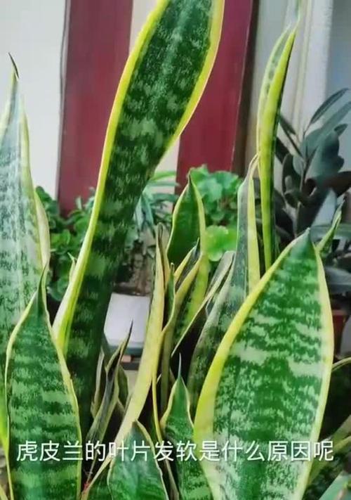 虎皮兰叶子卷了怎么办？（教你恢复虎皮兰叶子的方法）