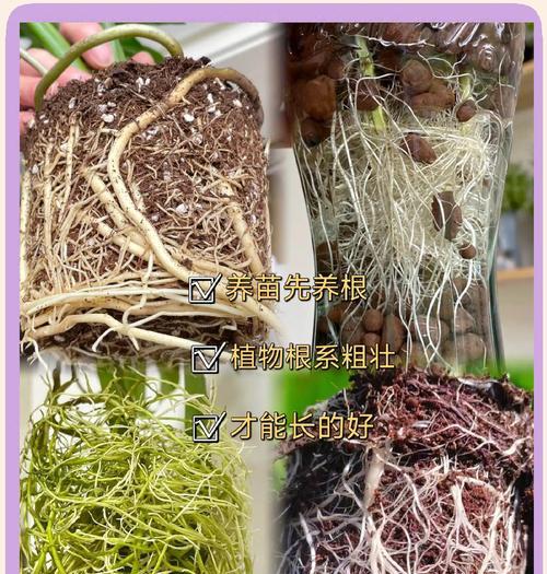 探索花草生根粉的正确使用方法（了解花草生根粉的功效与应用技巧）