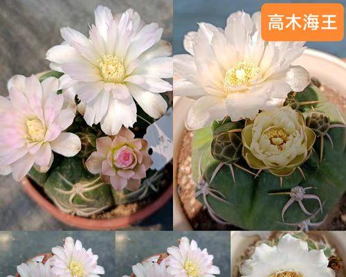如何科学养护海王球，让它长势蒸蒸日上（海王球的关键养护要点和技巧，助你打造迷人水族馆）