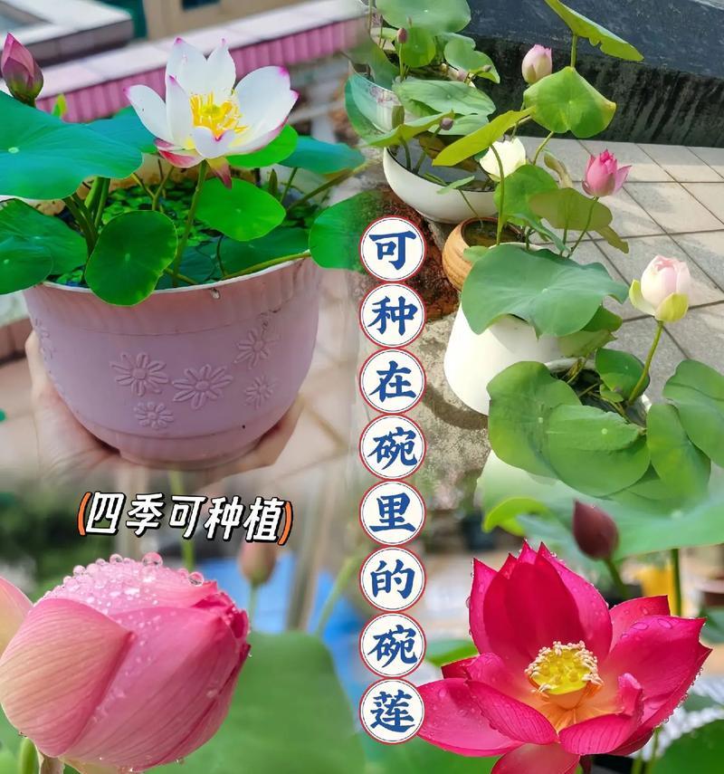 以水养植物（无土种植的绿色创新）