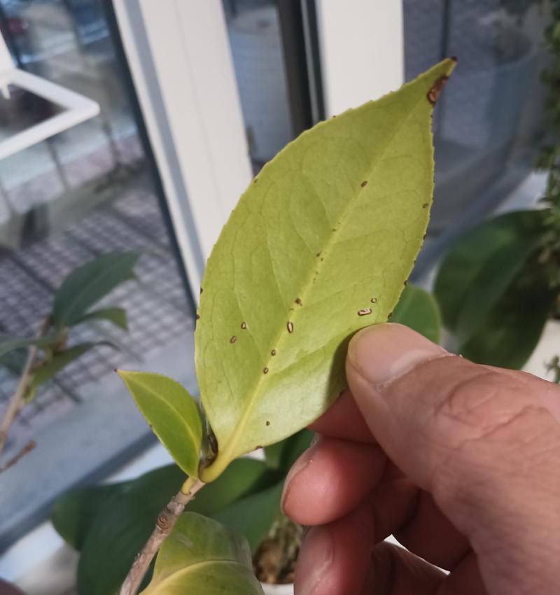 山茶花叶子干了的原因及解决方法（解析山茶花叶子干枯的成因，提供有效的护理技巧）