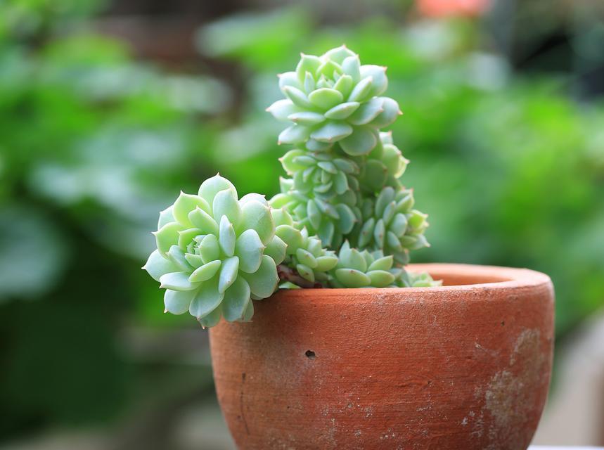 多肉植物徒长了怎么办？（保持多肉植物健壮的秘诀与应对方法）