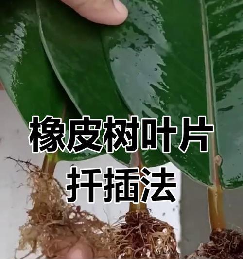 掌握橡皮树叶的养护技巧（橡皮树叶的生长关键及养护指南）