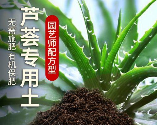 如何配置适合养芦荟的土壤？（合理配置土壤成分，让芦荟健康茁壮）