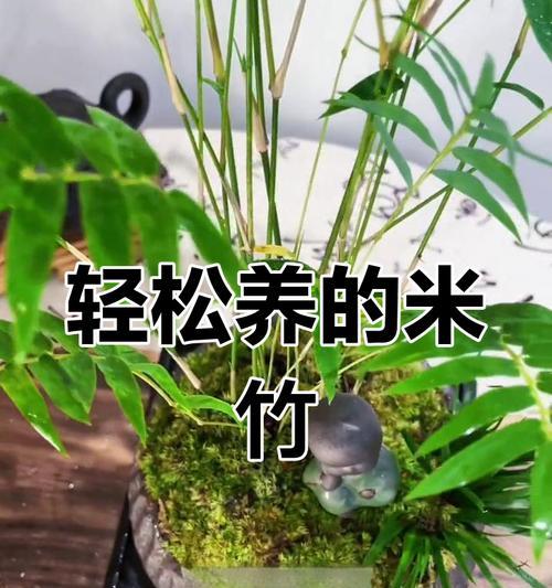 从竹子的剪枝到新生——如何正确养护剪下的竹子（掌握关键步骤，让剪下的竹子焕发新生机）