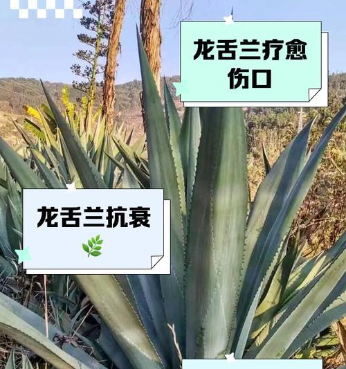 龙舌兰烂叶的处理方法——重拾龙舌兰之美（如何挽救因烂叶而失去光彩的龙舌兰）