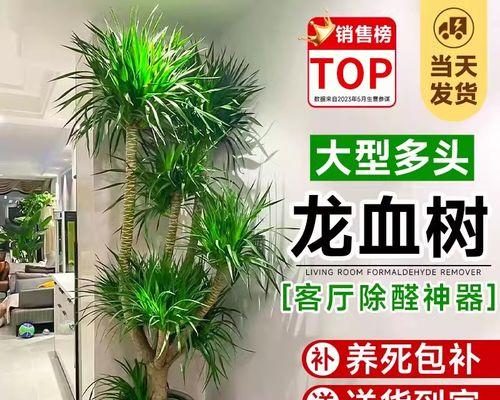 北方室内如何养护龙须树（打造绿意盎然的居室空间）