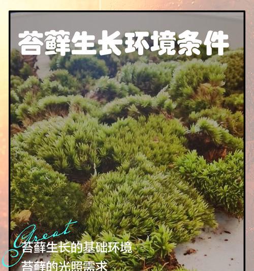 苔藓土种花能否直接落地生根？（苔藓土的成分和特点，种植前需要注意什么？如何正确使用苔藓土？）