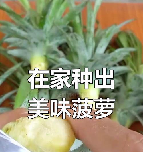 红菠萝养殖指南（打造家庭花园中的热带风情——从红菠萝开始）