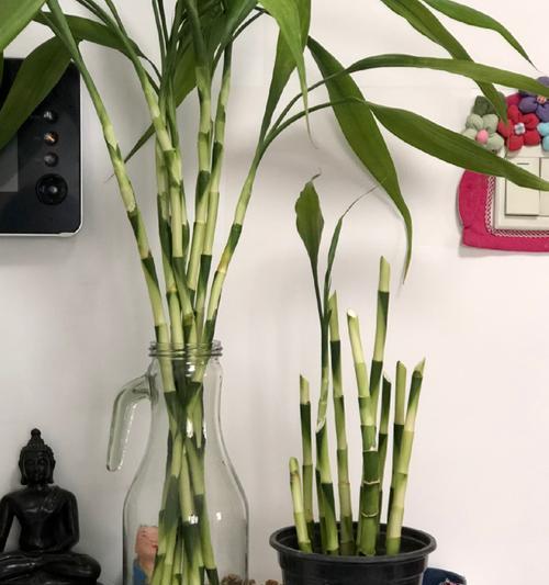 土培植转运竹的技巧与注意事项（培养健壮转运竹，让家居更有生机）