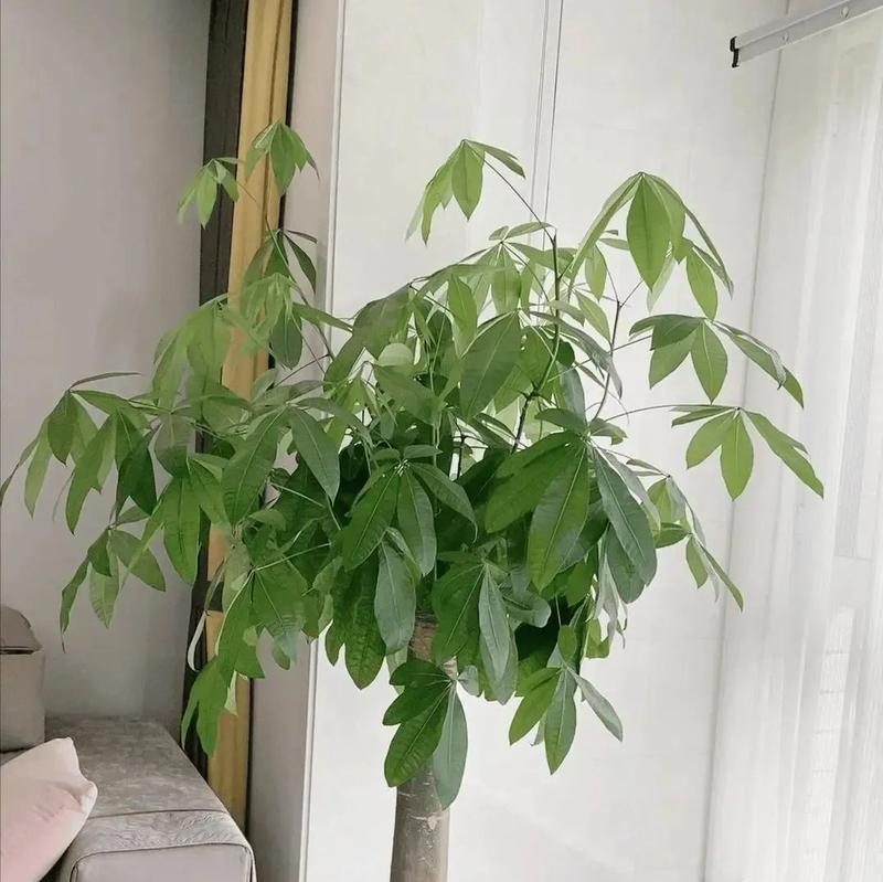 富贵树有毒吗？室内养护攻略大揭秘！（如何正确养护富贵树，避免误食中毒？）