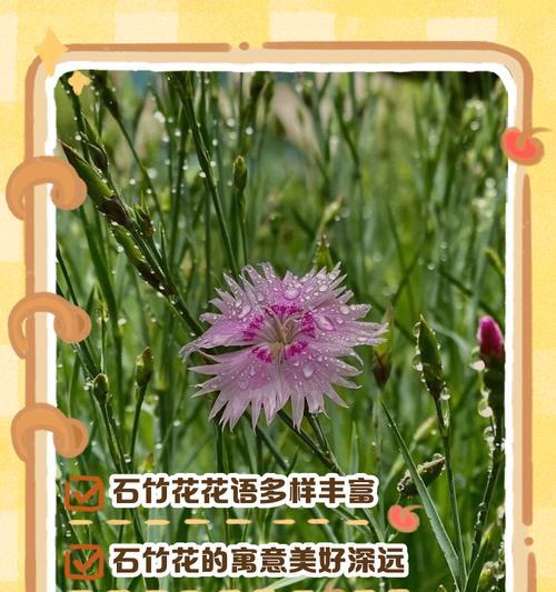 石竹花——多年生美丽花卉的种植和养护（让石竹花在你的庭院中盛开）