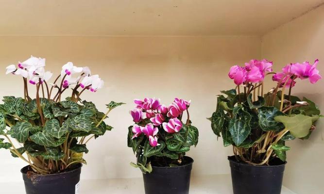 如何成功养殖植物仙客？（以植物仙客来怎么养殖，这里有15个重要的技巧！）