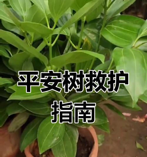 平安树树枝干枯的原因及处理方法（教你如何保护平安树的健康生长）