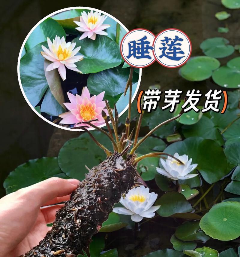 睡莲种植全攻略（如何在家种出美丽的水上花园）