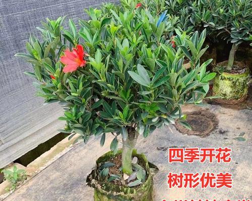 以茶花老桩怎么种——传统技艺的传承与创新（茶花老桩的种植步骤及技巧）