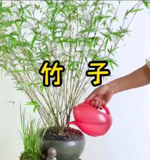 盆景树叶黄了怎么办？（教你如何处理盆景树叶的黄变问题，保持盆景的健康美丽）