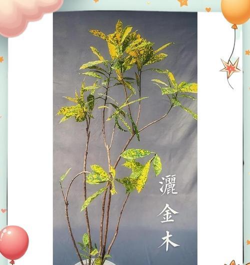 以洒金花养护指南（打造美丽室内花园的关键技巧）