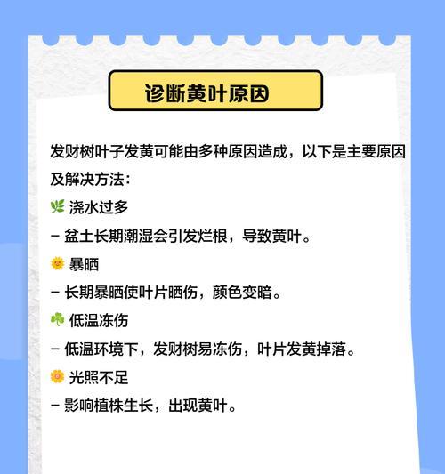 如何救活冻伤的发财树叶子？（解决发财树叶子黄落下垂的有效方法）