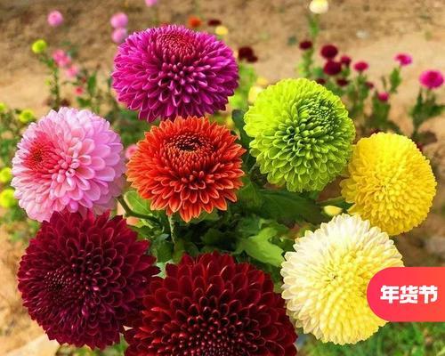菊花乒乓球修剪指南（打造精美菊花乒乓球的技巧与步骤）