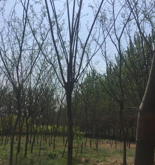 合欢枯萎病防控手册（合欢枯萎病传染防治关键措施）