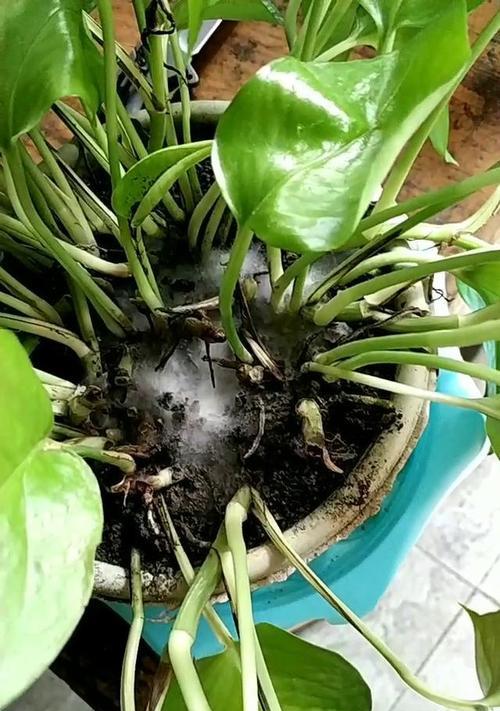 绿萝叶子发黄的救治方法（有效保护绿萝叶片的秘诀）