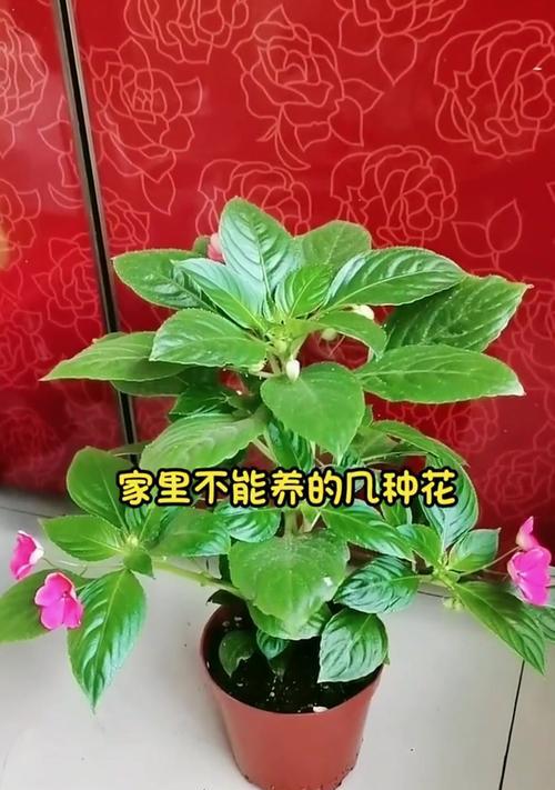 让花儿不会死的小妙招（居家旅行，轻松保持花卉的生命力）