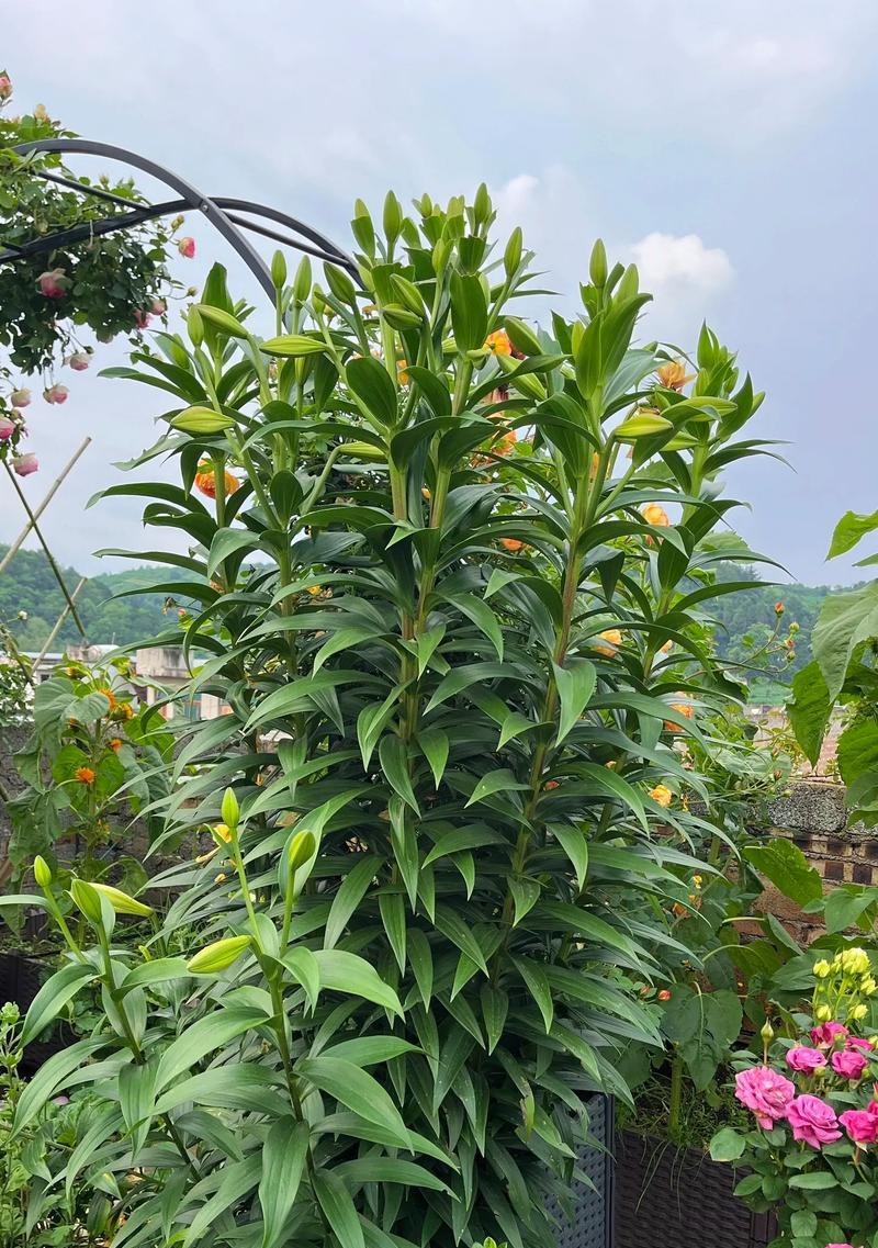 以土植栽培的百合花开完的养护与处理方法（从土壤管理到花期后的护理，打造迷人百合花园）