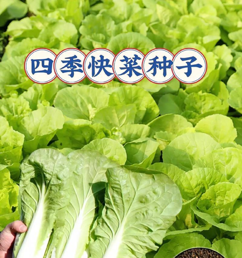 快菜的种植时间及注意事项（让你轻松掌握种植技巧，丰收无忧）
