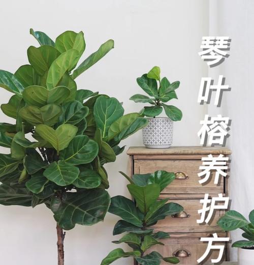 琴叶榕叶子烧焦如何处理？（保护琴叶榕健康，修复烧焦叶子的技巧）