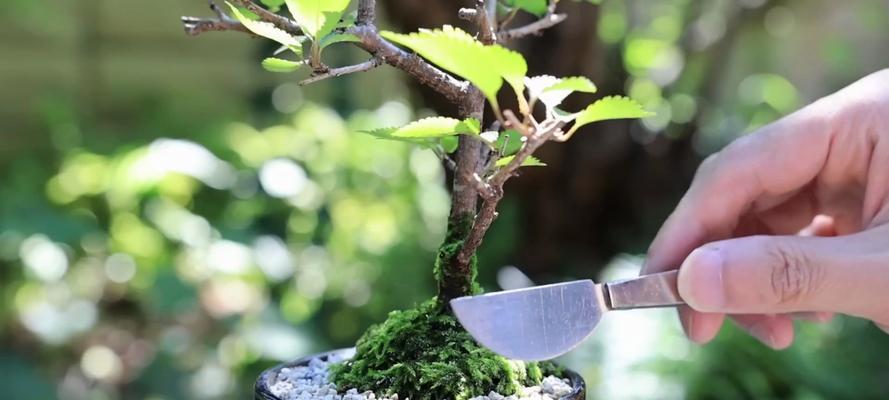 樱花的播种技巧与方法（探秘樱花播种的奥秘及成功的关键）