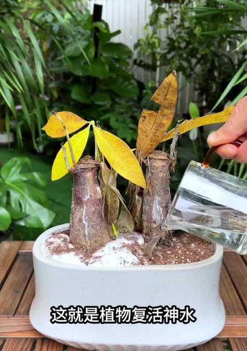 发财树如何换盆及换土方法（一步步教你如何正确给发财树更换盆器和土壤）