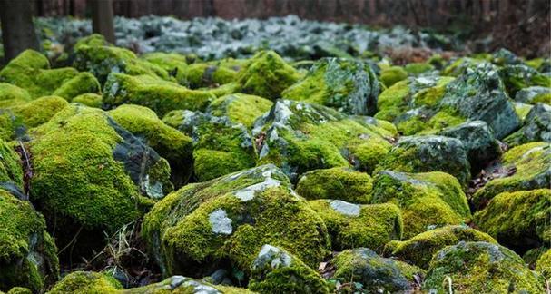 苔藓（苔藓的分类、特征及与裸子植物的关系）