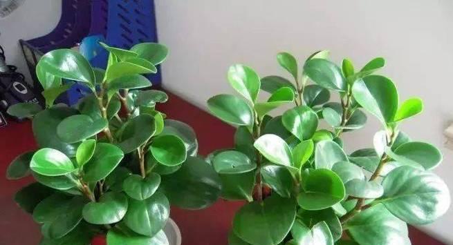 以豆瓣掌如何浇水？（掌握正确浇水技巧，让豆瓣掌茁壮成长）