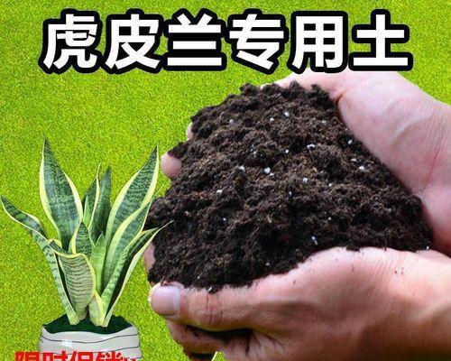 虎皮兰的土种植全指南（从土质到养护，轻松打造虎皮兰花海）