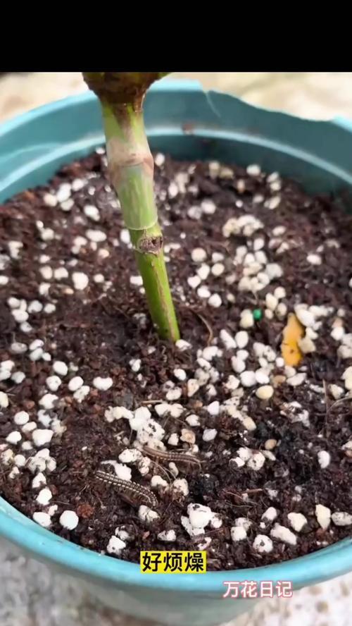 如何处理花盆土中的飞虫问题（掌握有效的方法，清除花盆土中的飞虫）