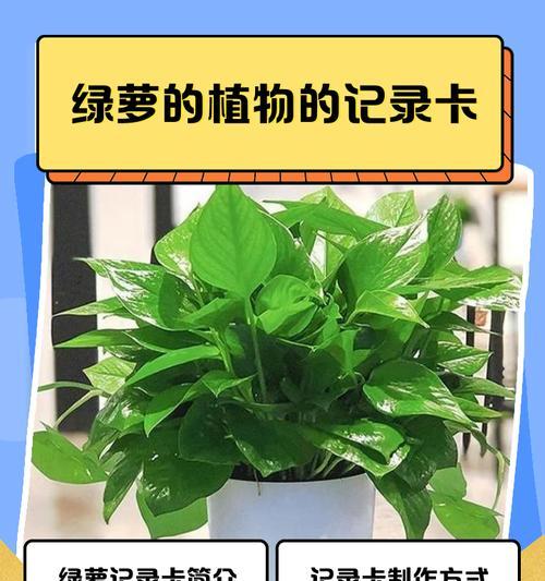如何让在家种的绿萝茂盛生长（绿萝养护技巧分享，打造茂盛的家居盆栽）