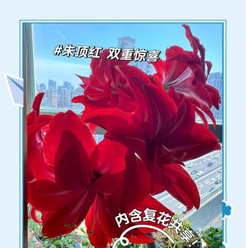 朱顶红栽植施肥的关键要点（科学施肥让朱顶红健康茂盛）