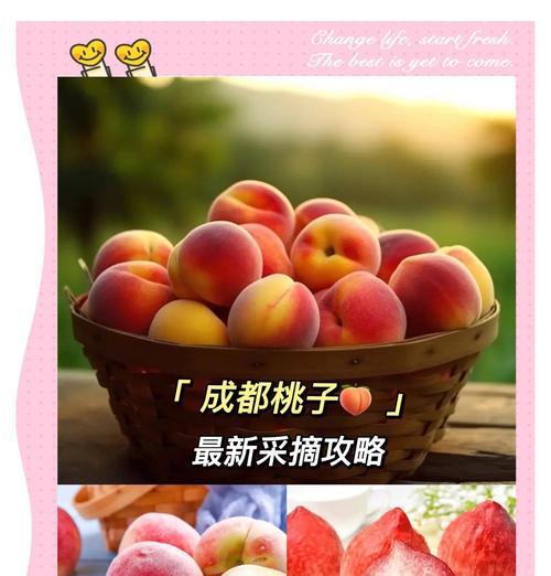 桃子成熟季节详解（掌握桃子采摘时间，品尝最美味的果实）