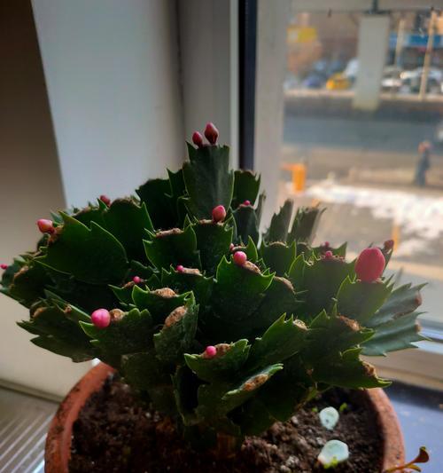蟹爪兰春节开花的养护方法（春节养蟹爪兰，让花朵迎新年）