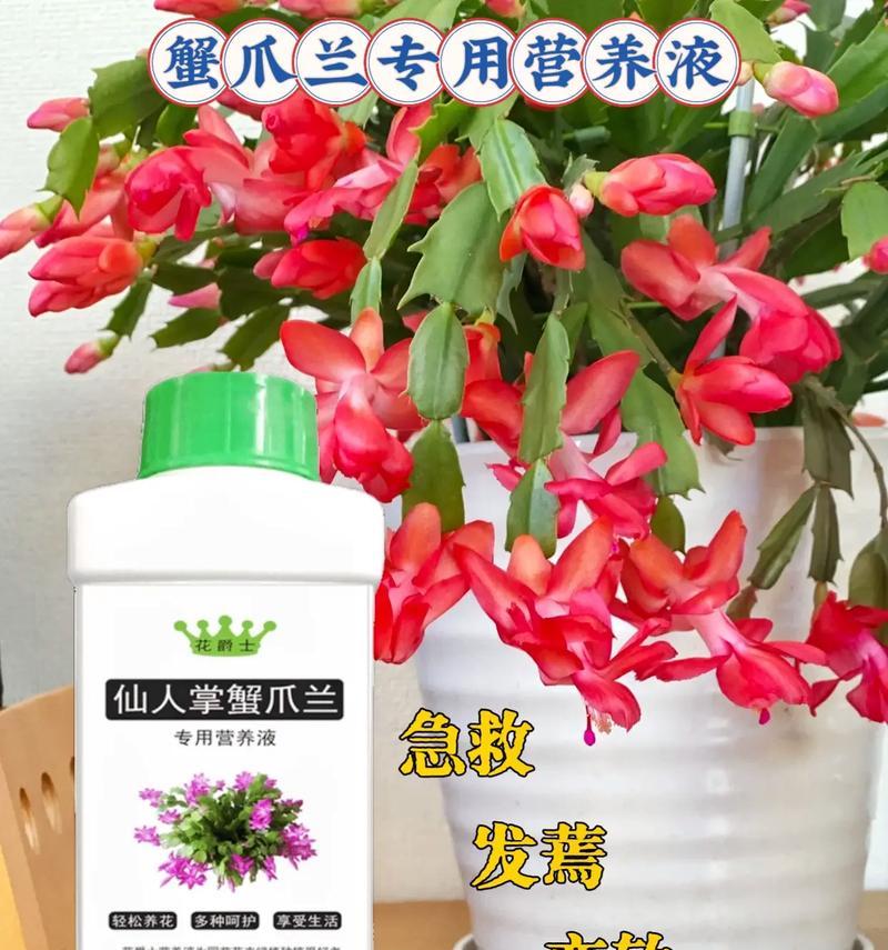 蟹爪兰的养护指南（打造健康蔫蔫蟹爪兰，关键在于细致呵护）