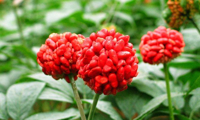 三七开花时间及生长习性探究（三七花期及生长特点分析，带你了解这个神奇的植物）