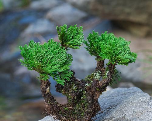 冬天浇水的卷柏养护技巧（卷柏冬季浇水方法与注意事项）