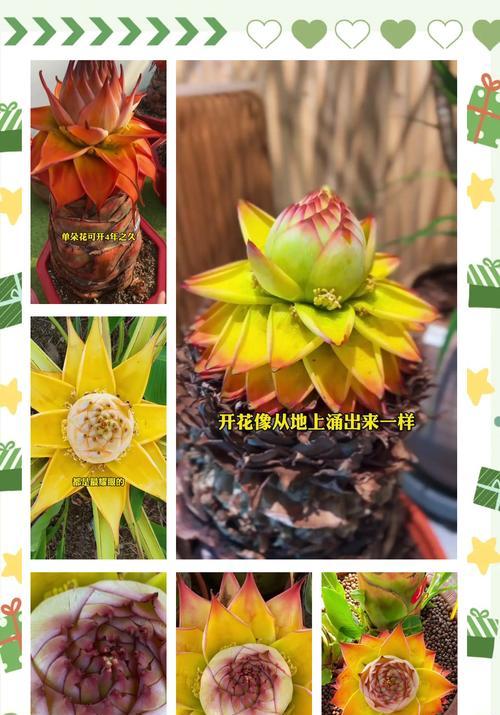 重塑传统文化，发扬金莲花精神（以地涌金莲花落后为契机，探索传统文化的保护与创新）