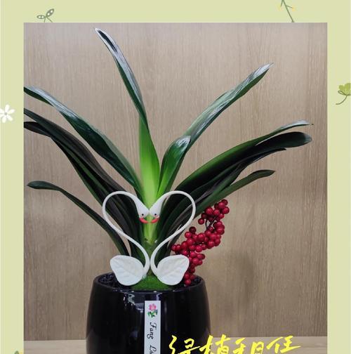 掌握君子兰的休眠期处理方法（正确休眠时间和处理技巧让君子兰更美丽）