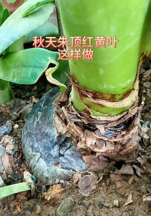 冬季黄叶的奇观——探秘朱顶红（冬日景色变幻之美，朱顶红的魅力无限）