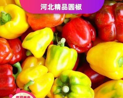 甜椒亩产量多少斤？（探究甜椒的种植条件和产量相关性。）