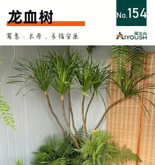 生命力旺盛，镇宅祈福必备的植物（生命力旺盛，镇宅祈福必备的植物）