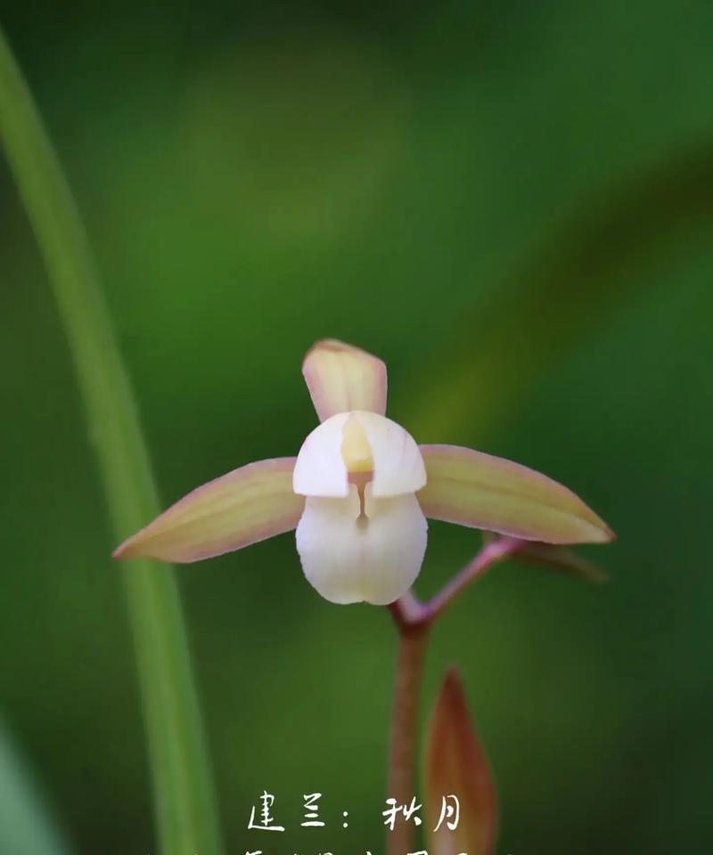 建兰花开的奥秘（一年开几次？如何培育建兰？）