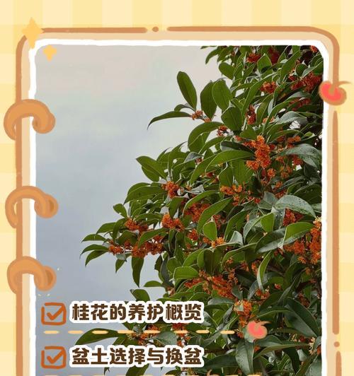 桂花养殖的全面指南(从入手到绽放,带你轻松打造花香四溢的桂花园)
